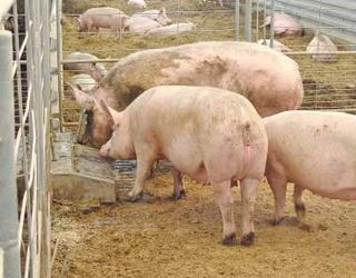 На що звертати увагу при виборі мультиферментного препарату для корму свиней